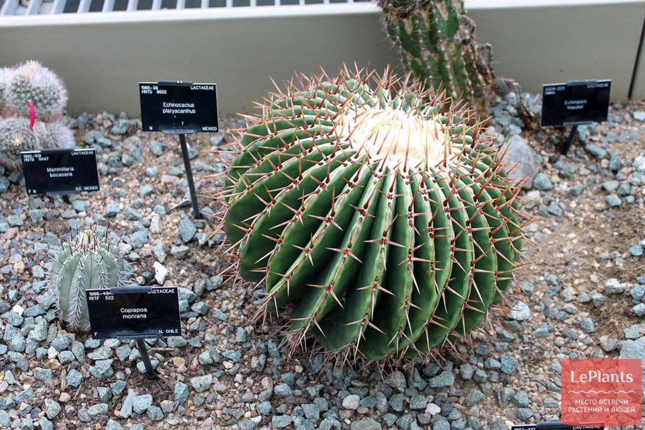 Melocactus Oaxacensis