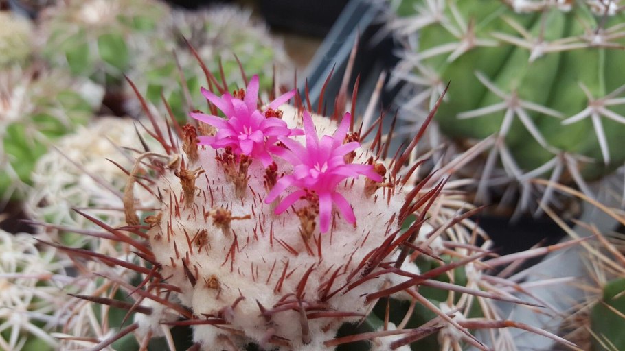 Melocactus curvispinus