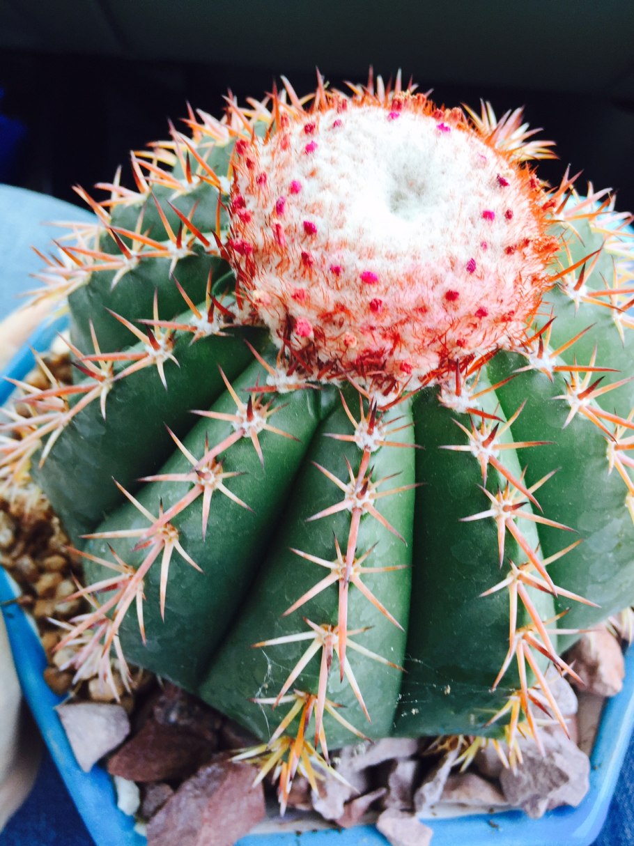 Мелокактус conoideus