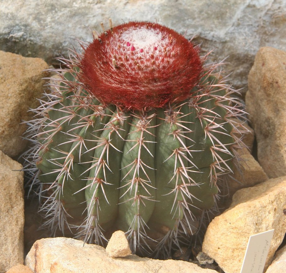 Melocactus grisoleoviridis