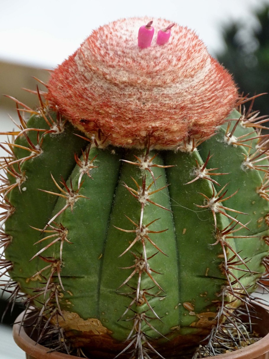 Кактус Мелокактус