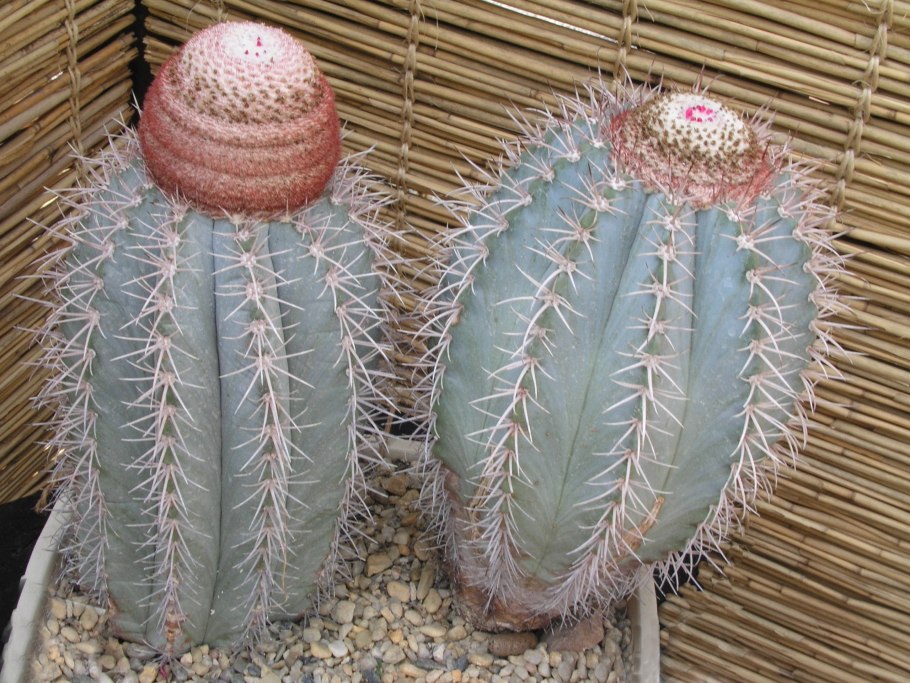 Melocactus maxonii