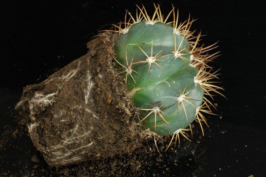 Melocactus conoideus