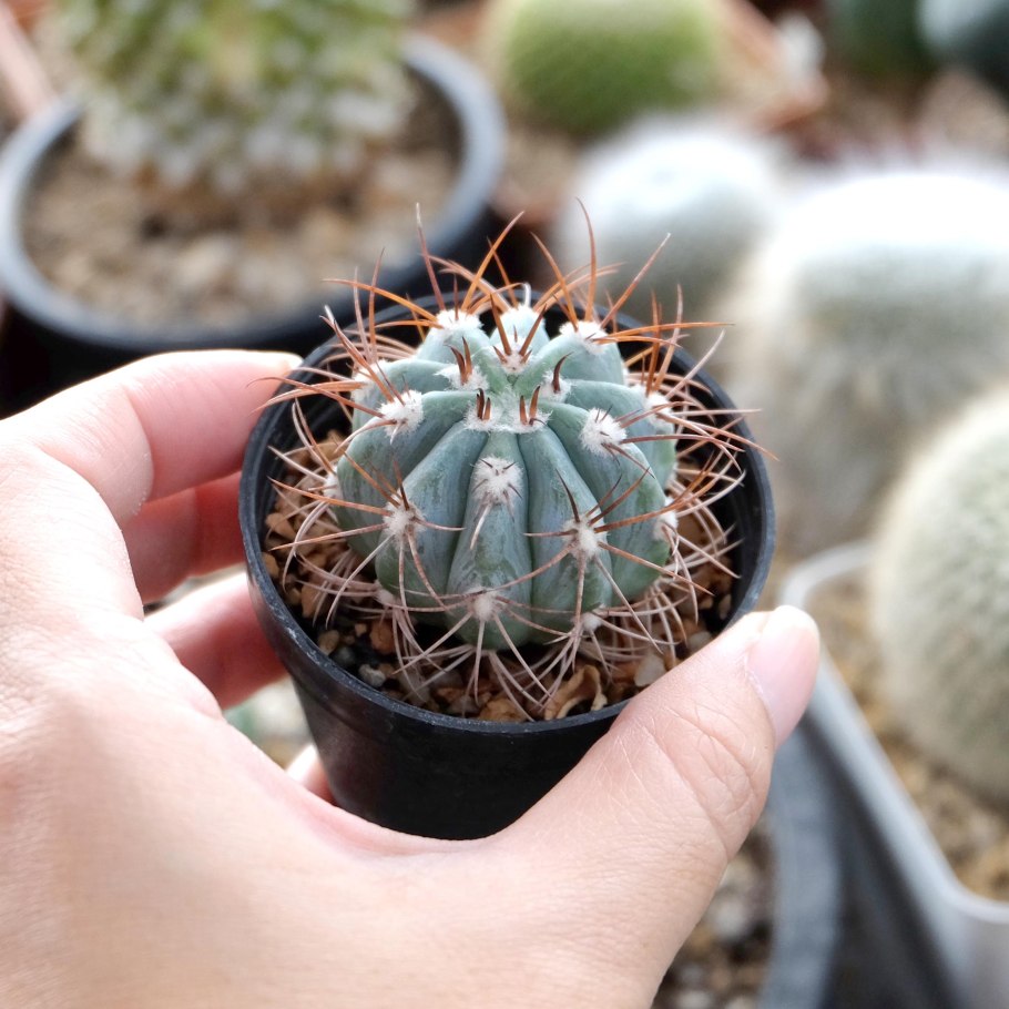 Кактус мелокактус азуреус