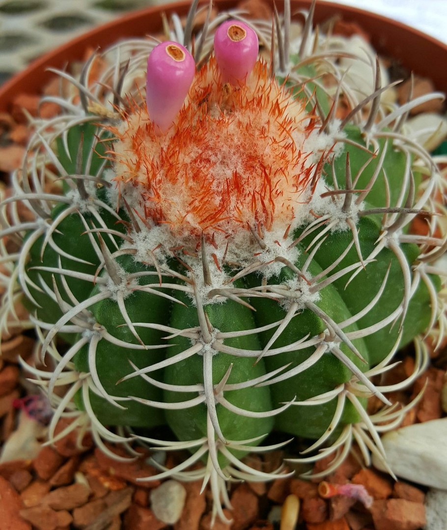 Кактус Бейнингия бревицилиндрика