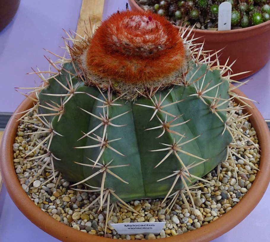 Мелокактус матанзанус