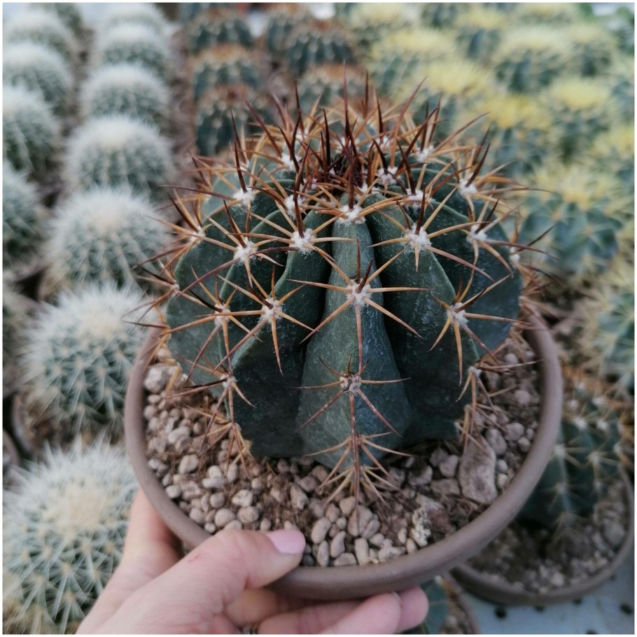 Ферокактус маммиллярия