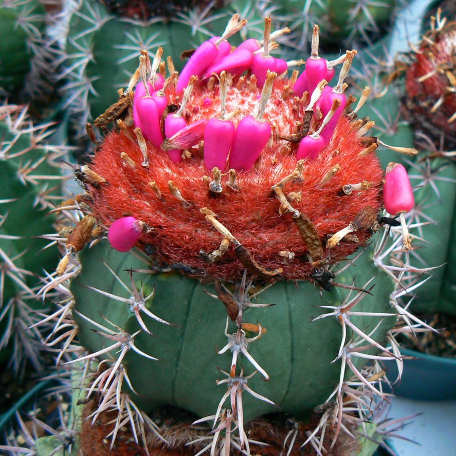 Мелокактус матанцианус