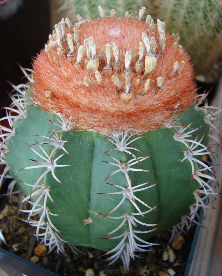 Вариегатный Мелокактус