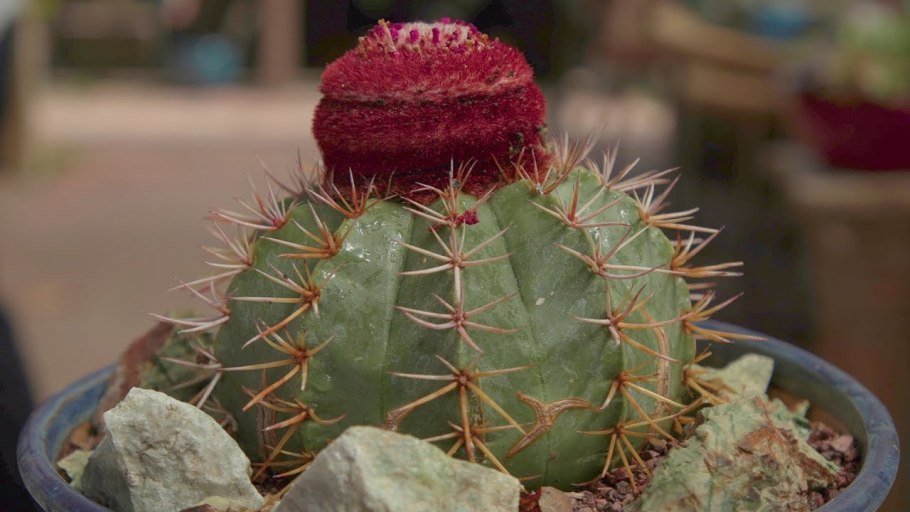 Мелокактус матанзанус