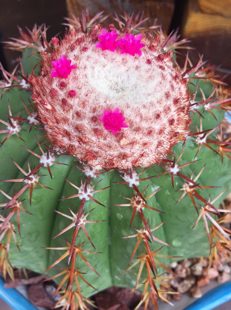 Дынный Кактус Мелокактус