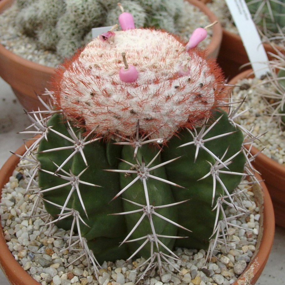 Мелокактус Caesius