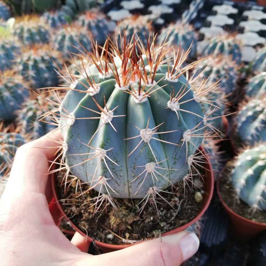 Мелокактус Нери