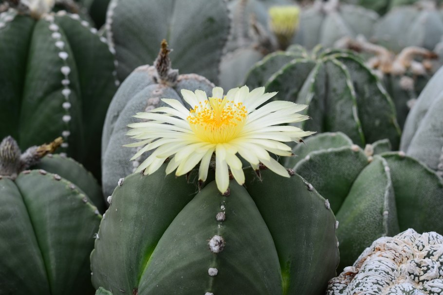 Astrophytum myriostigma