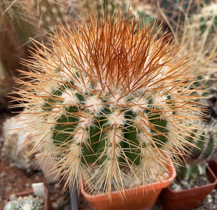 Кактус Мелокактус Нери