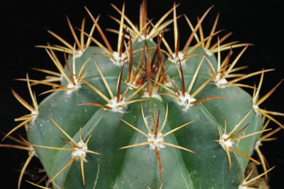 Echinocactus platyacanthus