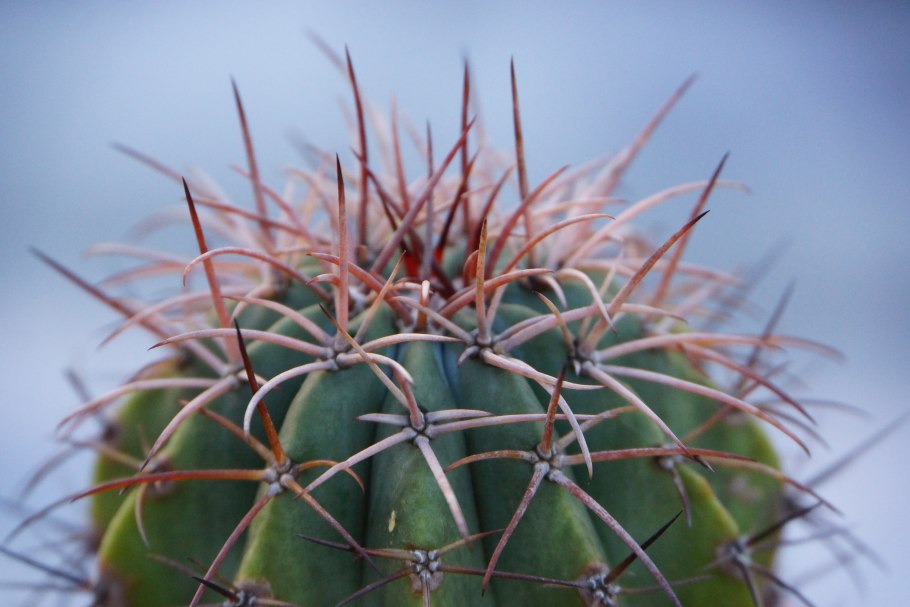 Melocactus ernestii