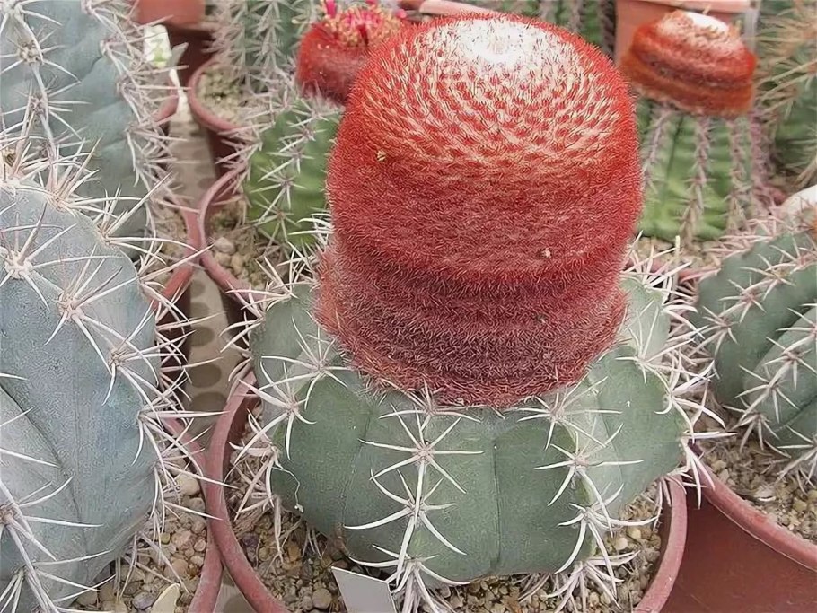 Мелокактус Бахиензис