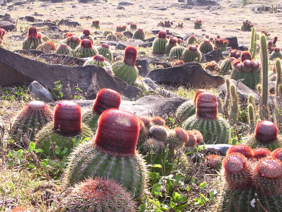 Melocactus ernestii белый цефалий