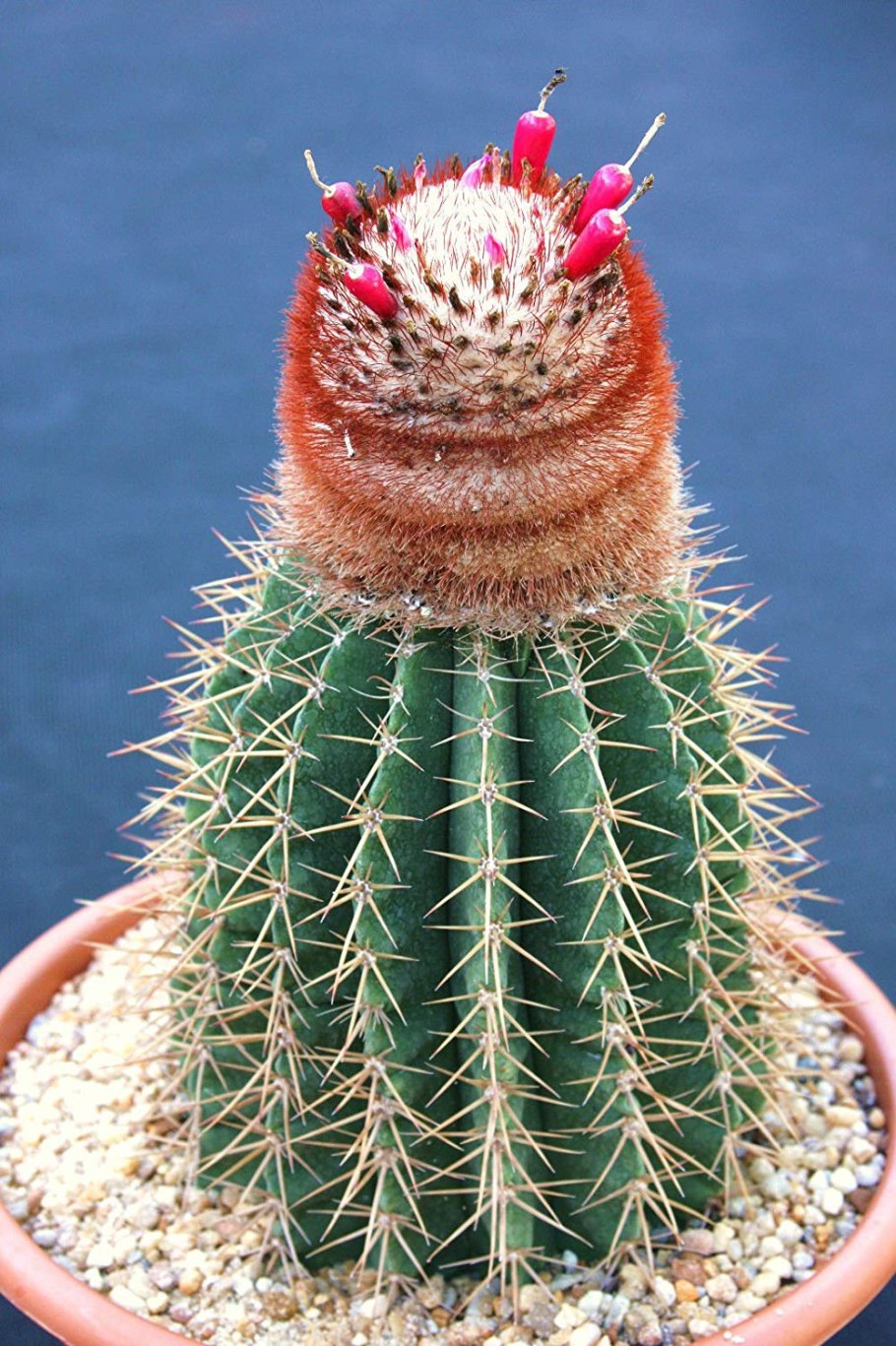 Melocactus neryi