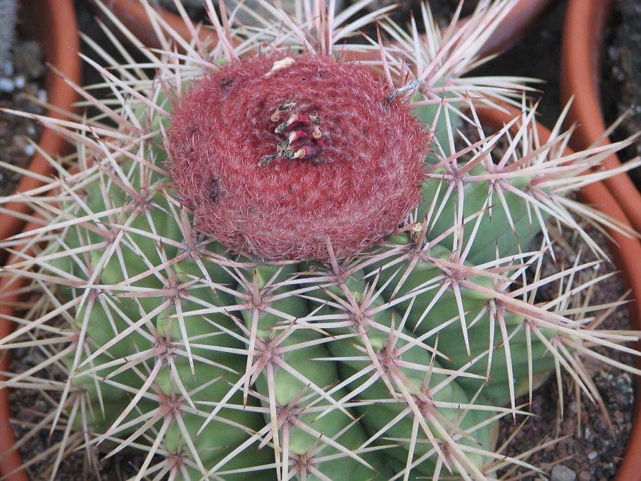 Melocactus matanzanus