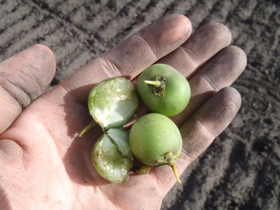 Воаванги маленькое