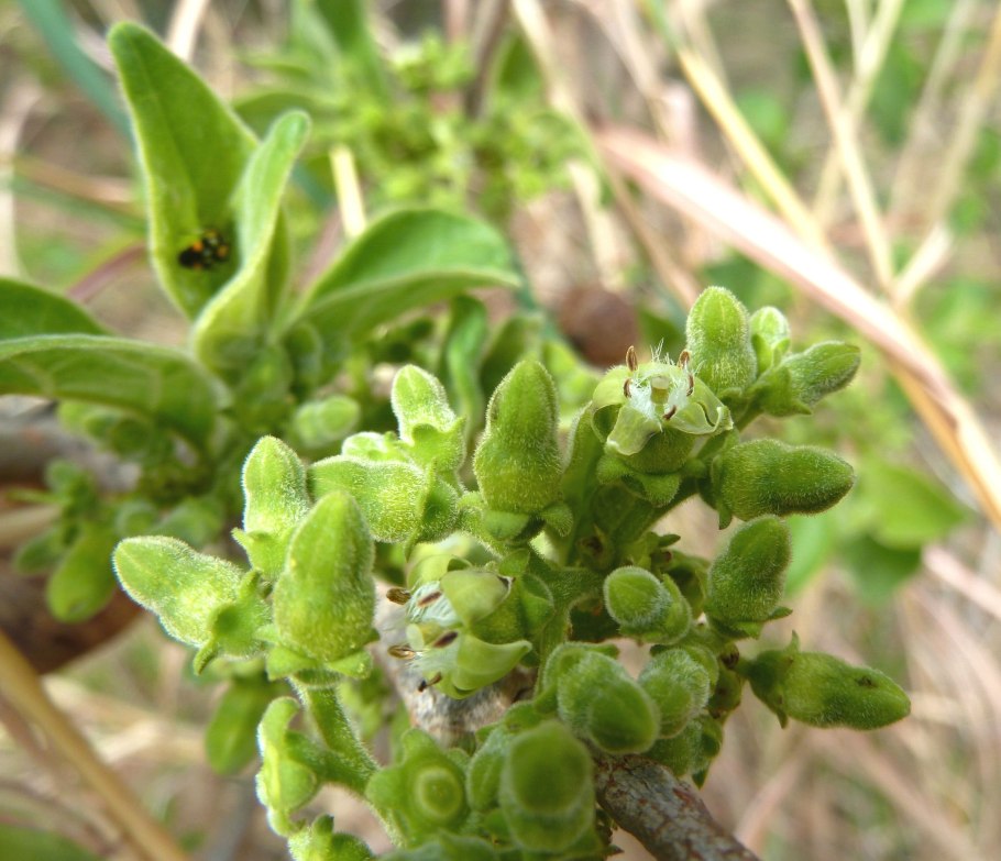 Tetragonia tetragonioides