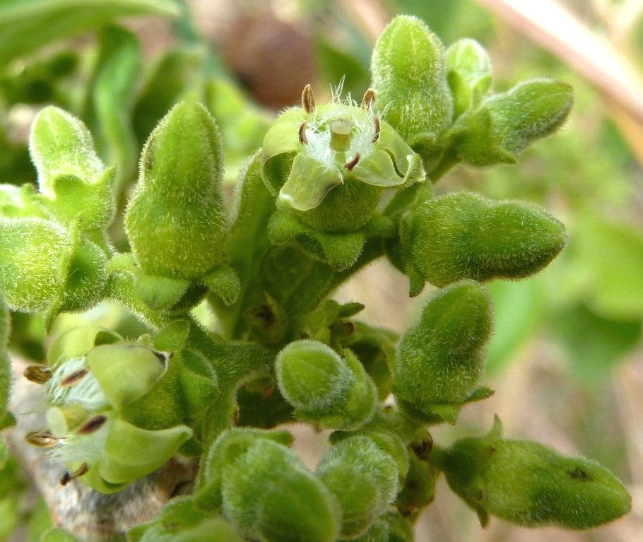 Leucosidea sericea бесплатное стоковое изображение