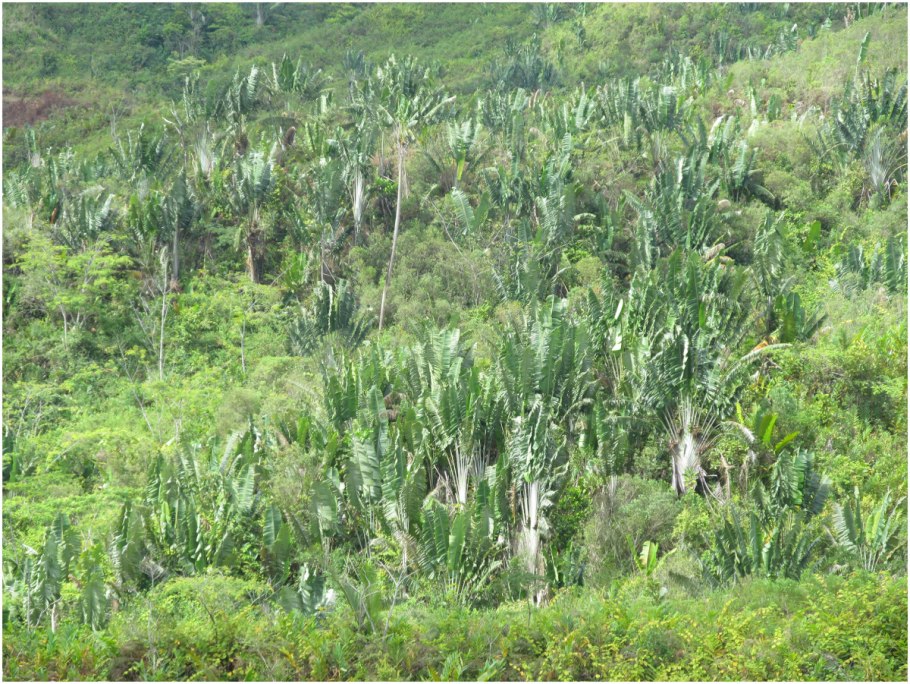 Ravenala madagascariensis
