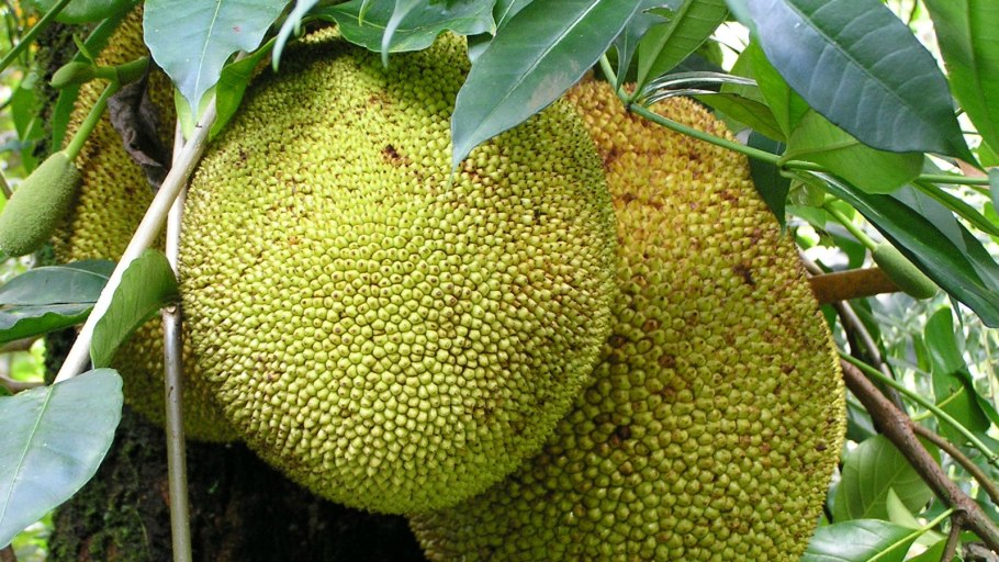 Маракуйя желтая