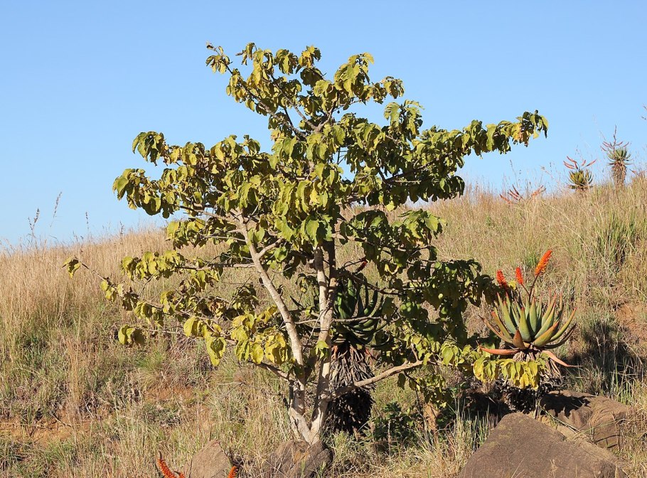 Munroidendron racemosum
