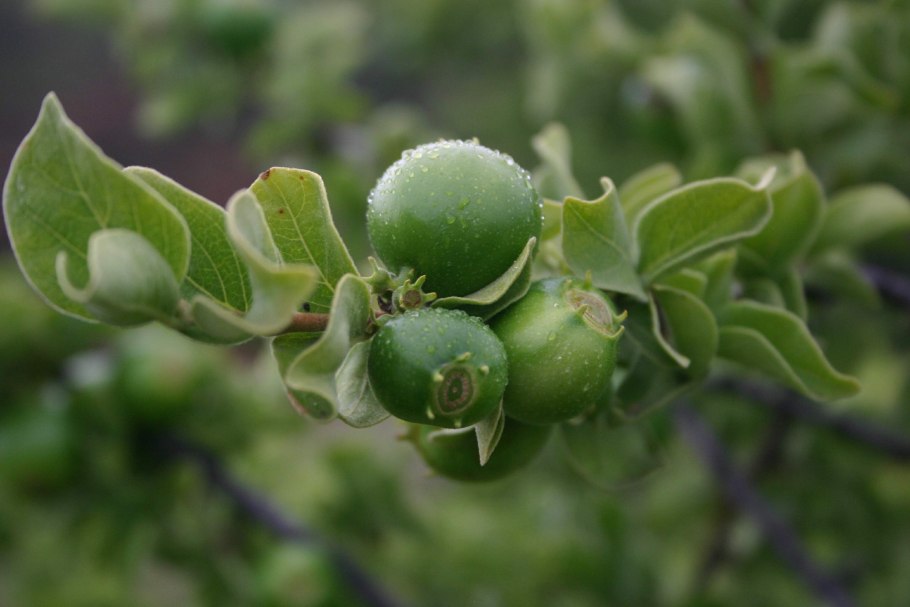 Vangueria parvifolia