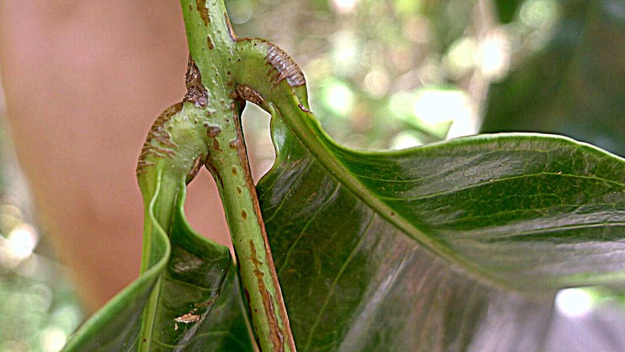 Дипсис мадагаскарский