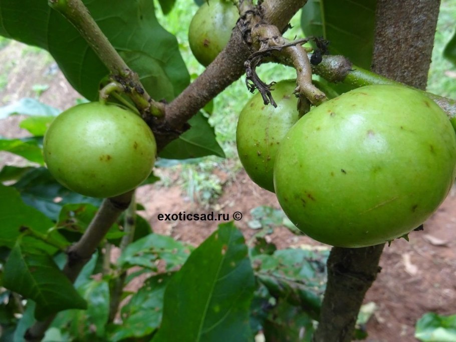Vangueria madagascariensis