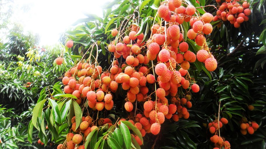 Маракуйя зеленая