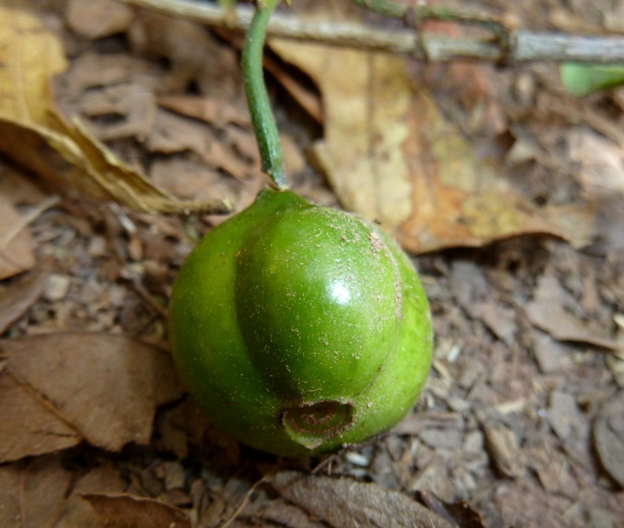 Фрукт Нубия