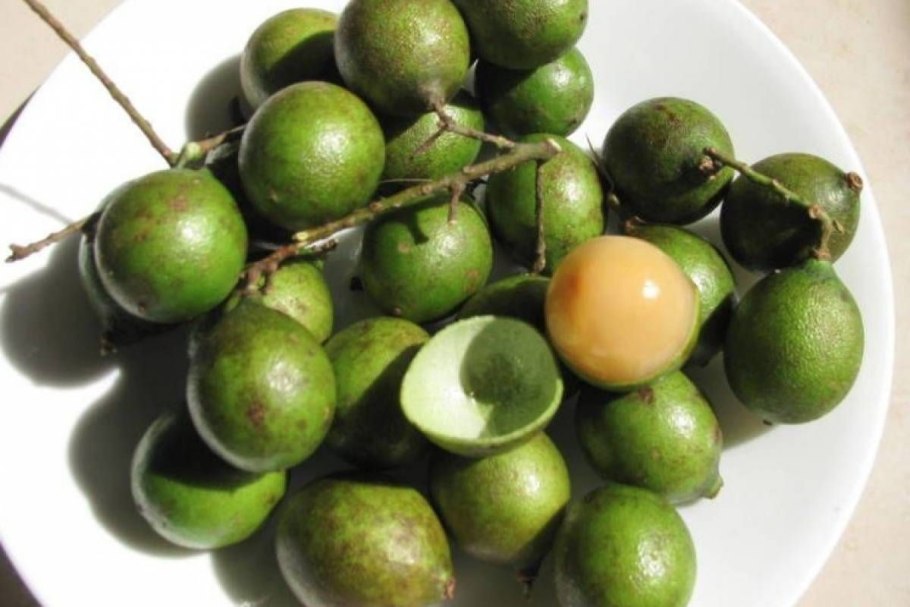 Дерево-осьминог (Didierea madagascariensis)