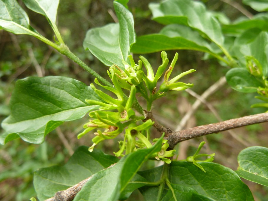 Тайланд плодовые деревья
