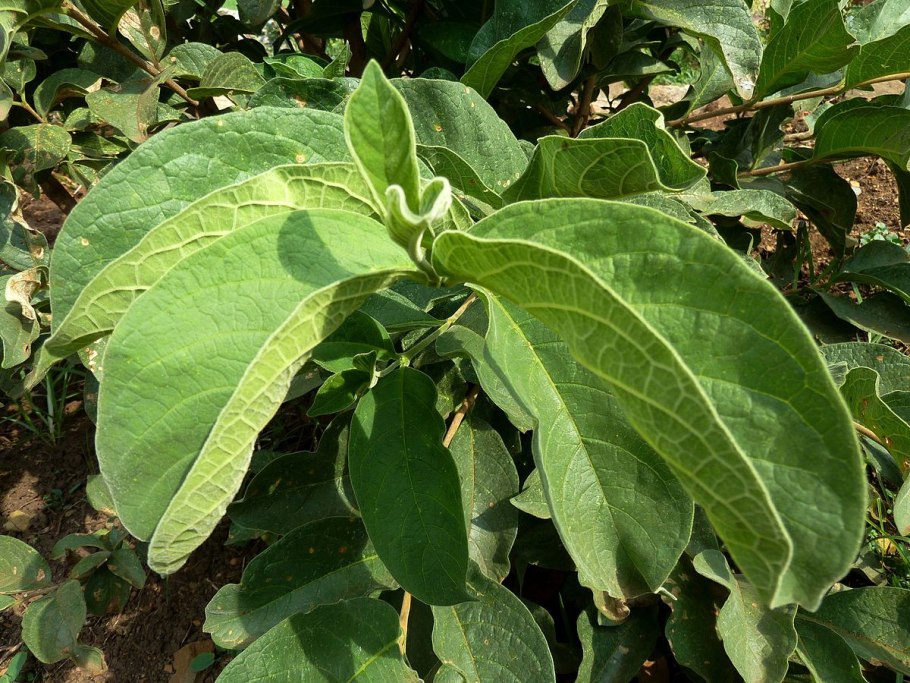 Didierea madagascariensis