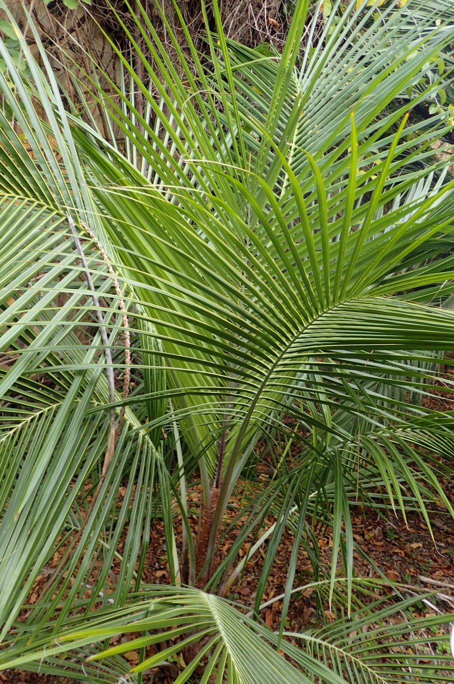 Beccariophoenix madagascariensis