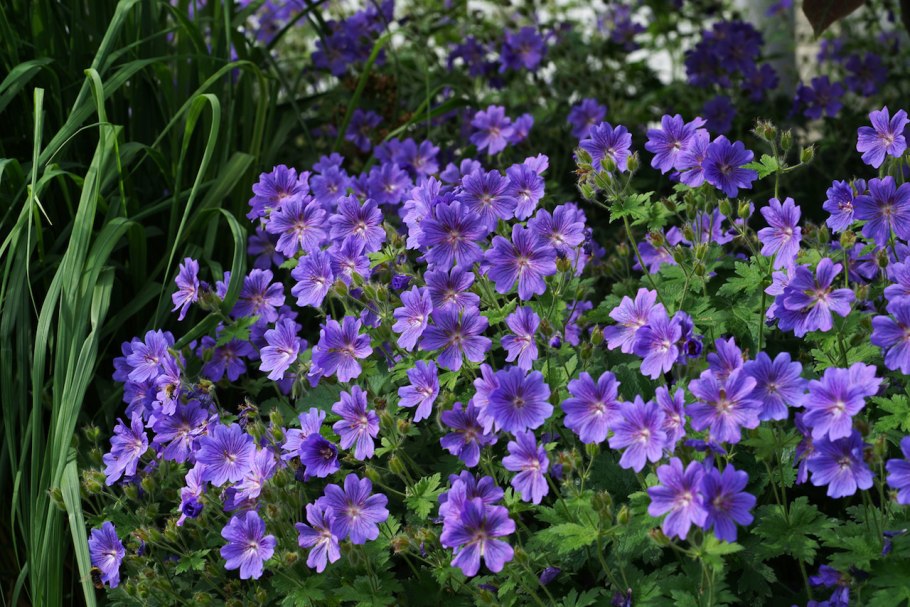 Герань роузмур великолепная