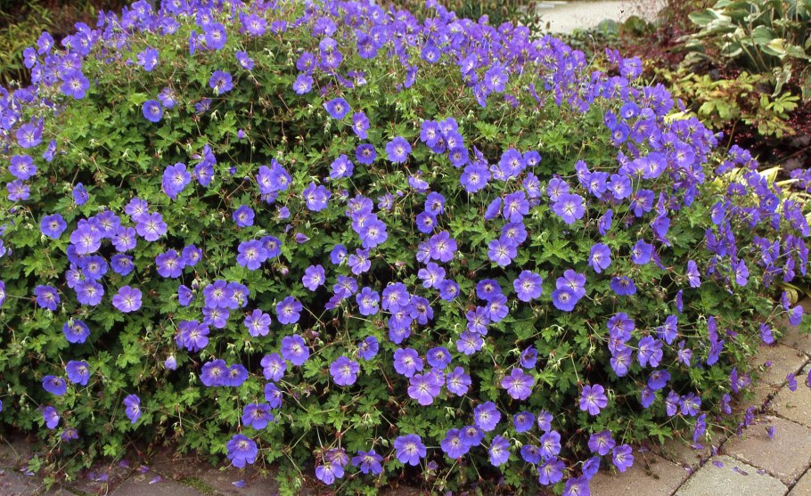 Герань розанна