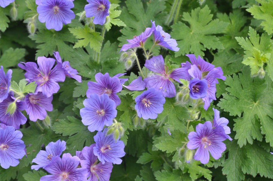 Герань великолепная розмур