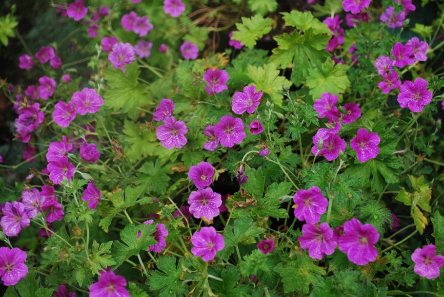 Герань далматская