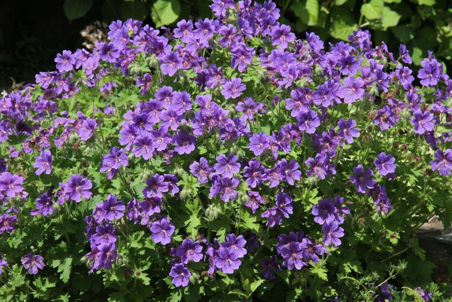 Садовая герань (журавельник