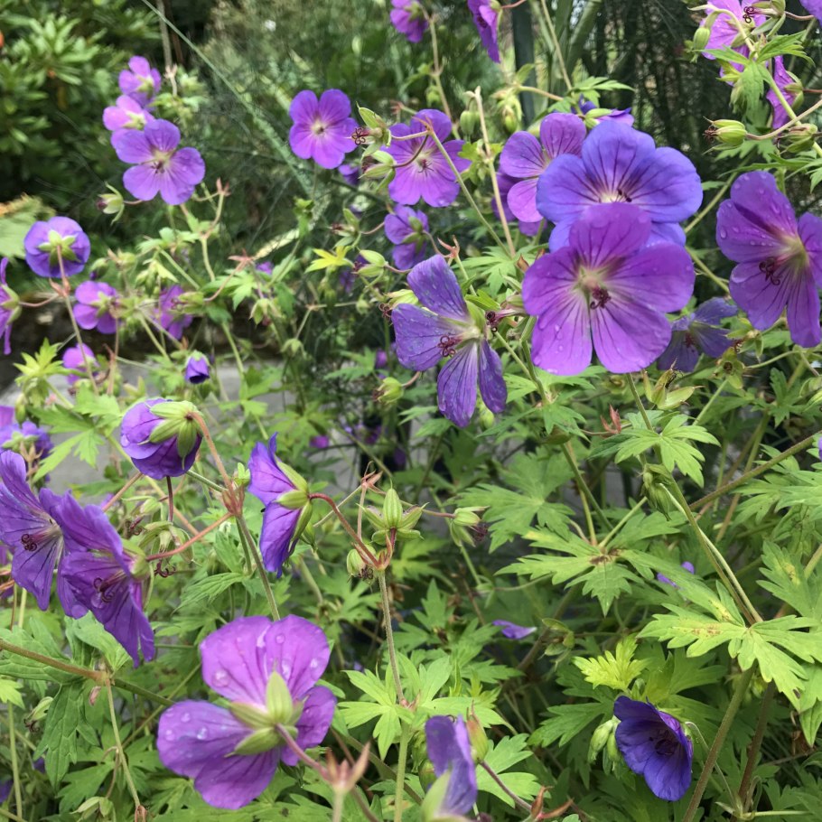 Герань великолепная розанна