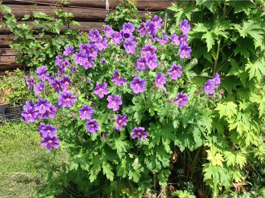 Садовая герань
