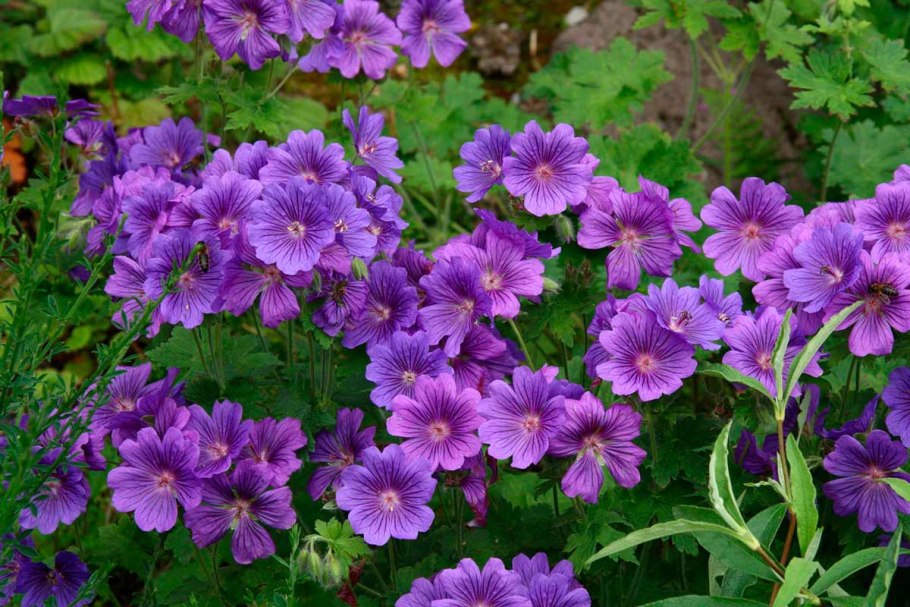 Герань великолепная (Geranium Magnificum)