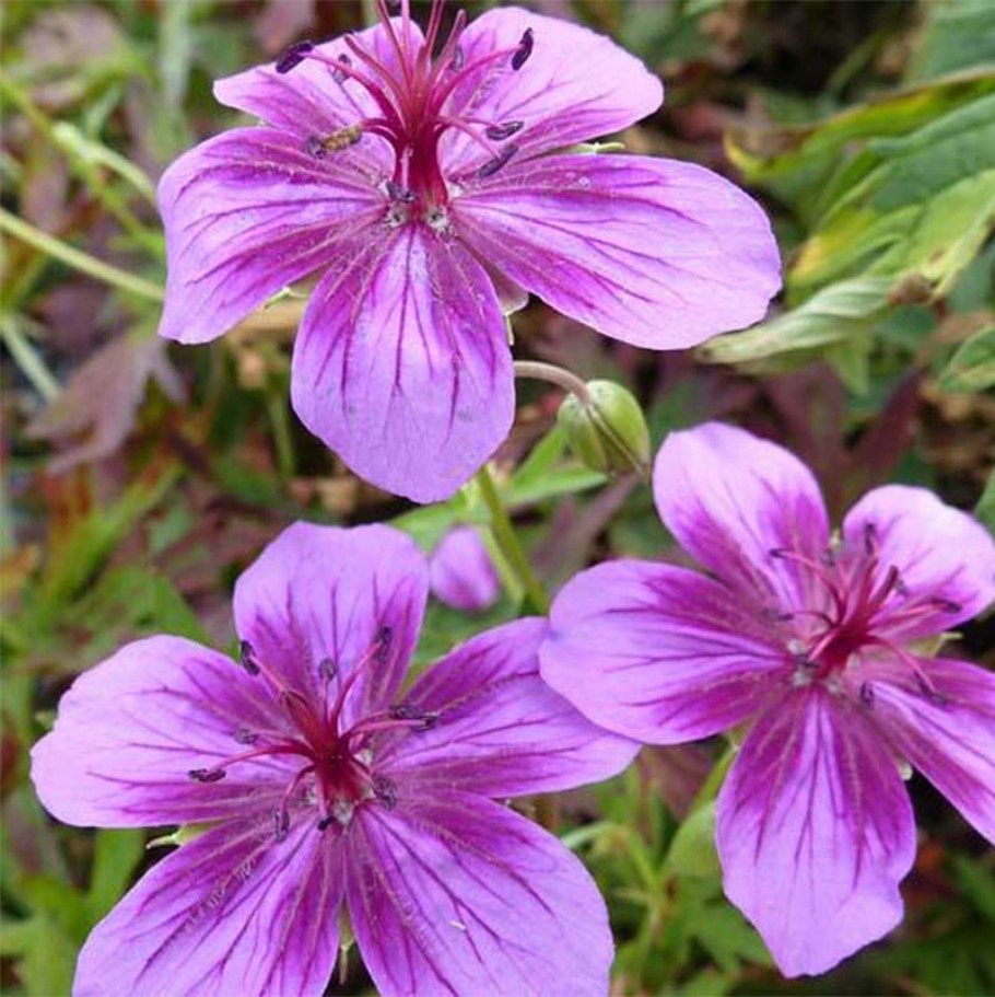 Geranium sylvaticum