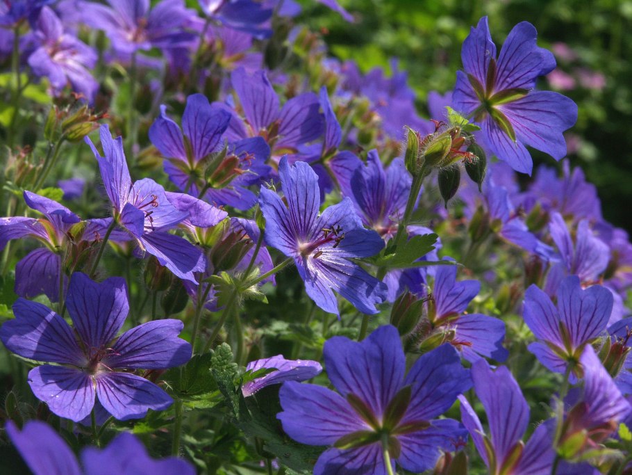 Садовая герань многолетняя
